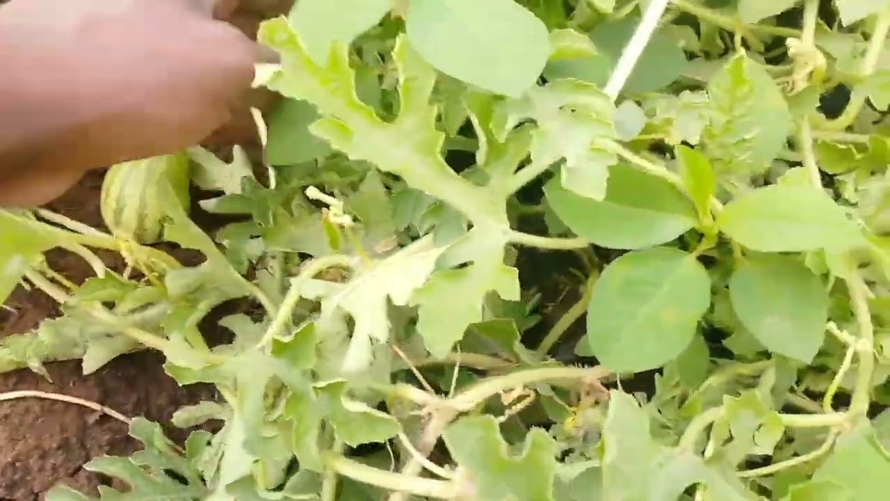 The Truth About Apple Farming After 3 Months🍎