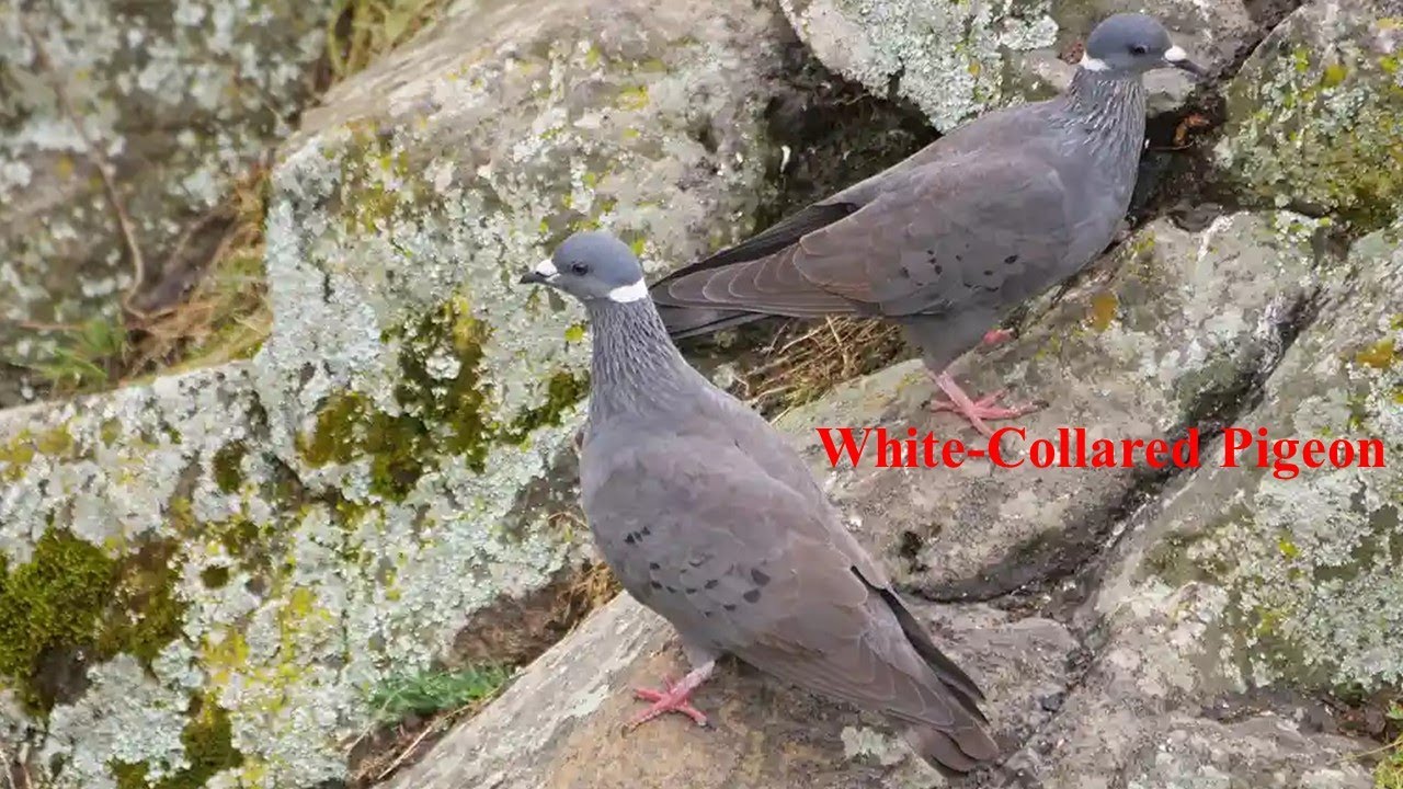 Ethiopian Endemic Birds