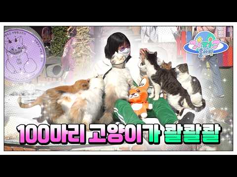 무려 고양이 100마리에 둘러 쌓일 수 있는 곳 😻 (🚨고양이탑 주의🚨) ㅣA Place Where You <strong>Can</strong> Be Surrounded By <strong>100</strong> CATS!
