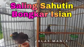 Download Lagu Pancingan Masteran  Jalak Nias Malas Bunyi / jalak Nias Macet Bunyi - Jalak Nias Gacor Full isian MP3 Download Lagu Pancingan Masteran  Jalak Nias Malas Bunyi / jalak Nias Macet Bunyi - Jalak Nias Gacor Full isian MP3