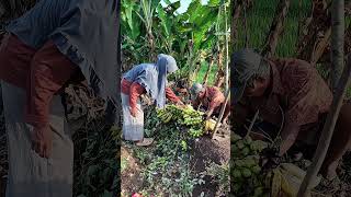 Panen pisang lalu di peram