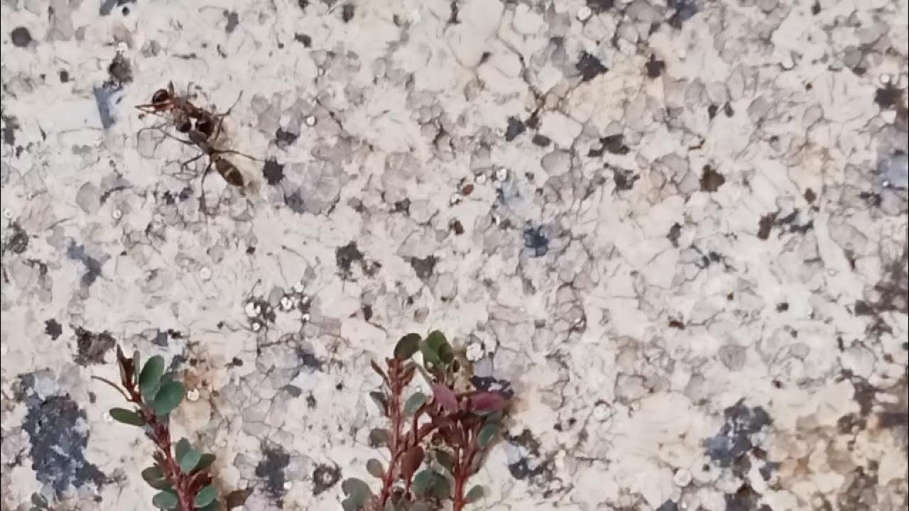 Interesting facts about insect. Black ants life on nature. 