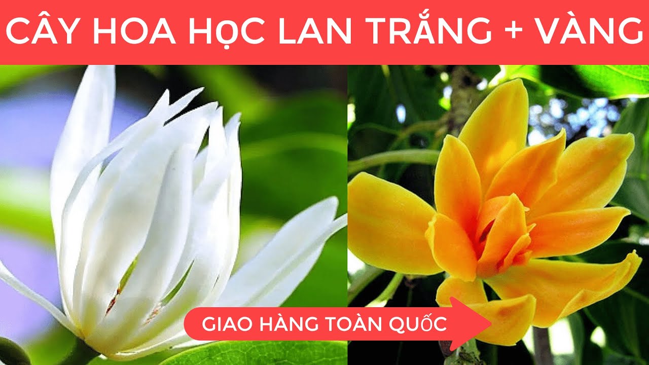 Cây HOA NGỌC LAN TRẮNG và HOA NGỌC LAN VÀNG | Lh... - youtube