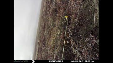 Flower Phenocam 2017