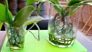 Things to know before you try the water culture growing method with orchids.