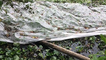 Nguyên nhân ốc chết hết khi giữ qua mùa đông bằng phương pháp để nước Đt 0353864376