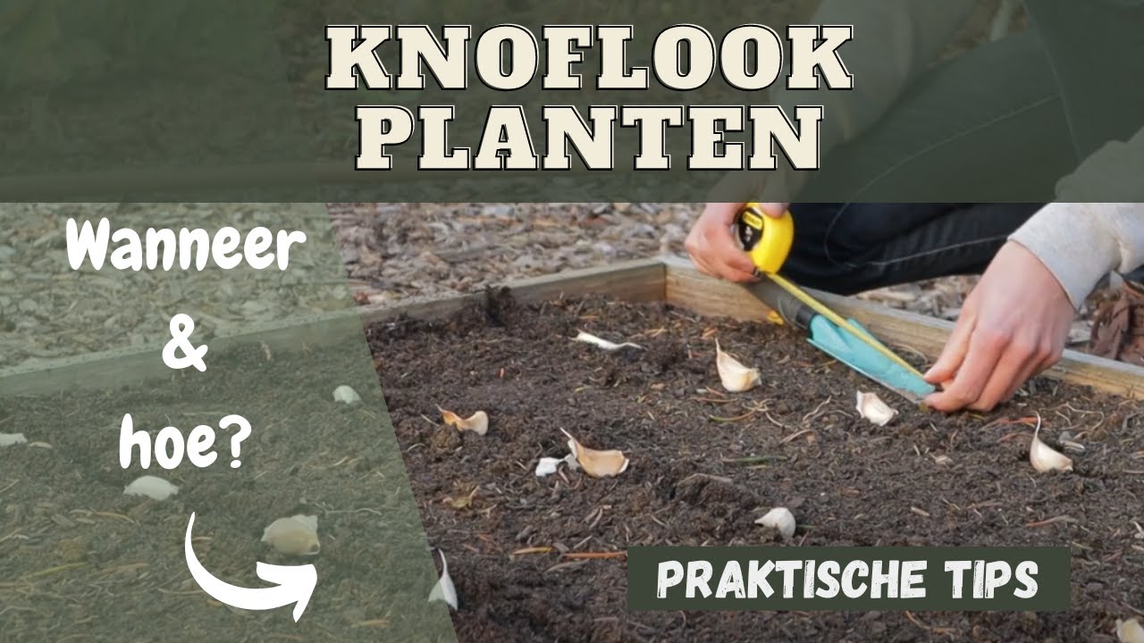 Knoflook planten wanneer en hoe?