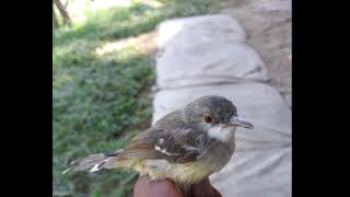 Mp3 Suara untuk pikat burung prenjak ampuh 100%