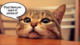 funny cat in cabinet funny cat happy birthday meme