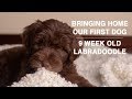 Bringing Home Our New Puppy | 9 Week Old Labradoodle Puppy