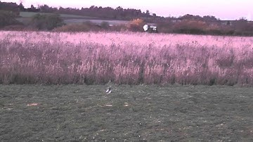 ALIGN T-Rex 150 1st 3D Flight with Duncan Osbourn