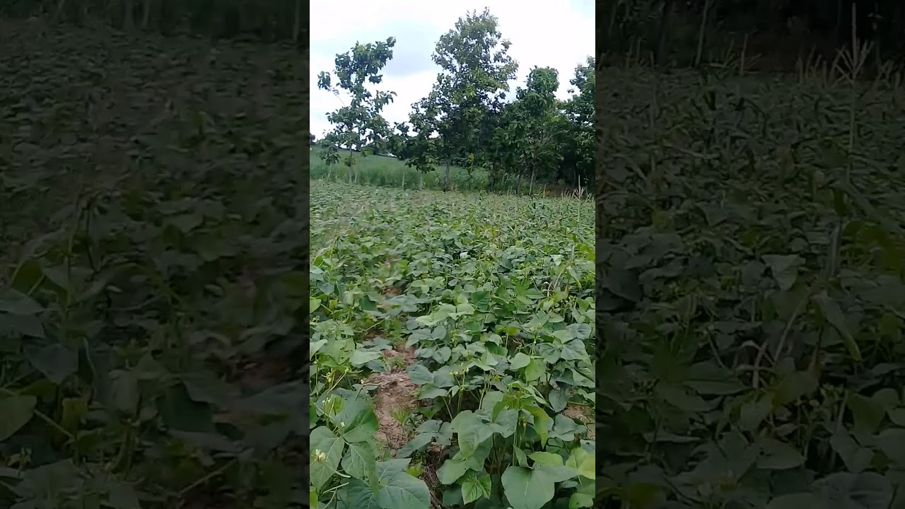 Sawah 