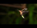 What you can do to help protect fireflies in north Georgia