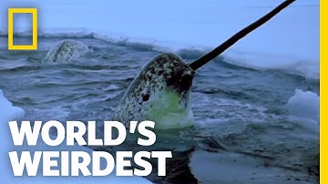 Narwhals | World