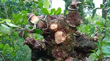 Định hướng tay bông cho cây DUỐI dâm ủ sau hơn hai tháng