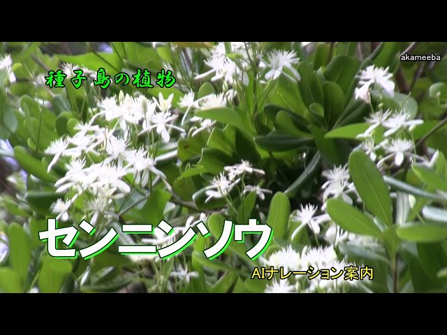 センニンソウ 初秋のころ葉腋から花序を出し白い花を多数咲かせた開花