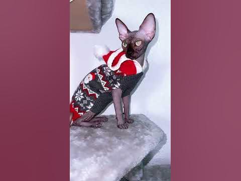 Новая песня лысая кошка Сфинкс звезда - YouTube