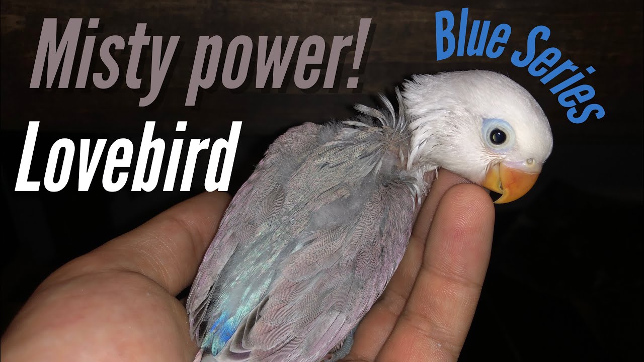 Lovebird Misty Mutation in the Light Blue Sable Series Agapornis 