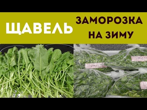 КАК ПРАВИЛЬНО ЗАМОРОЗИТЬ ЩАВЕЛЬ НА ЗИМУ