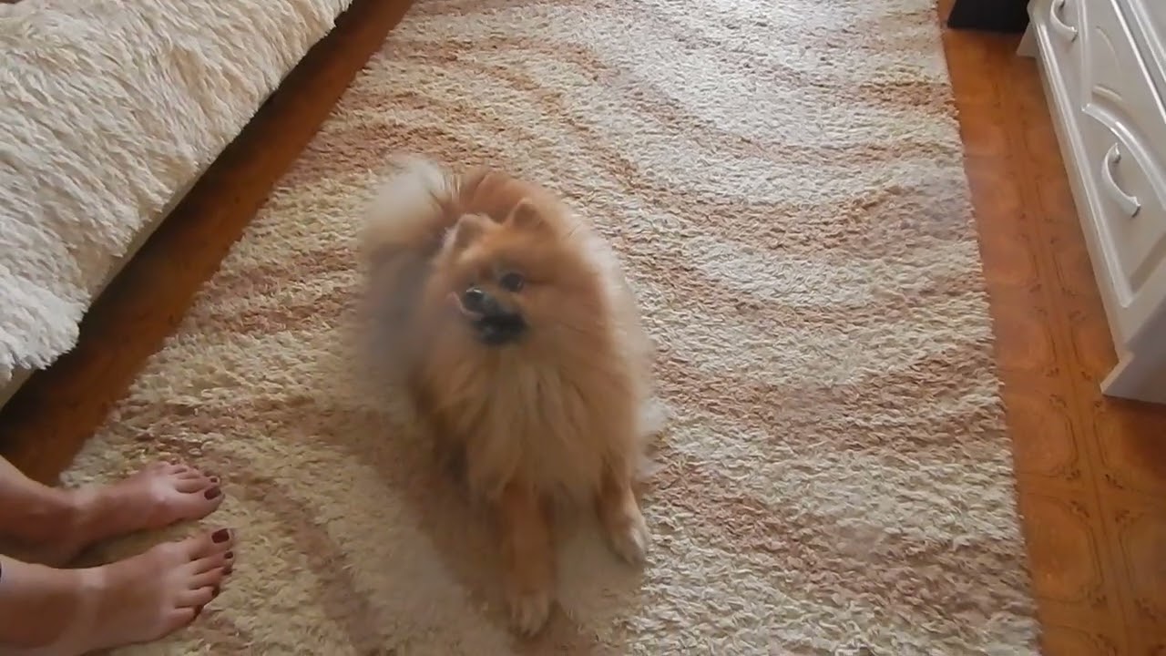 ДРЕССИРОВКА ШПИЦА . Как научить собаку команде УМРИ . Как научить ...