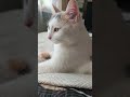 восточныйказахстан Cat цитатыосмысле 2025 видосыоткота кот лето котики восточныйказахстан Cat цитатыосмысле 2025 видосыоткота кот лето котики