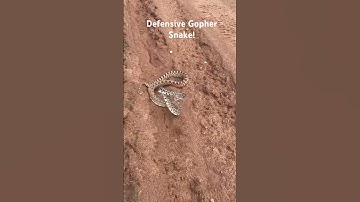 Defensive Gopher Snake! #snakes #herping #reptiles #animals #wildlife #nature