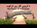     د ګډ یا د ګروپي کار زور او قوت جالبه تعلیمي ویډیو ایا پوهیږئ پښتو چینل