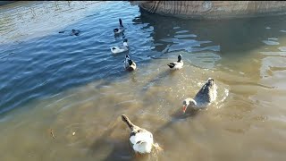 Feeding Ducks & Geese @ Fes Tropicana Parc