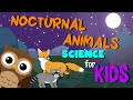 Nocturnal Animals Quiz