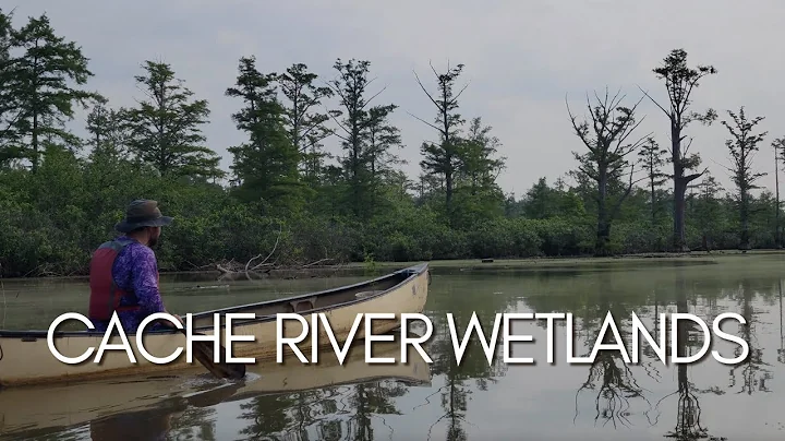 Cache River Wetlands - Illinois Northern Bayou
