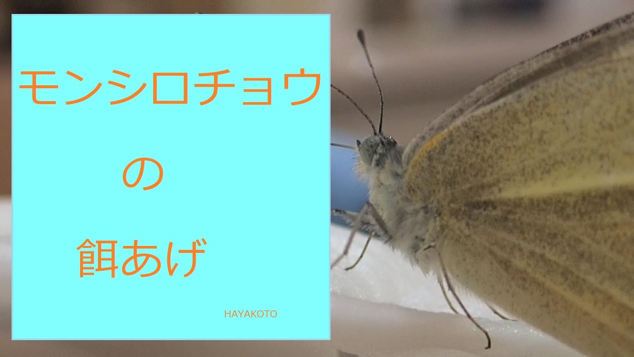 モンシロチョウ Youtube モンシロチョウ Youtube