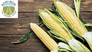 EVERYTHING YOU NEED TO KNOW ABOUT GROWING CORN