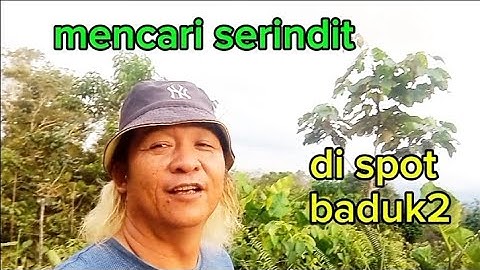 serindit spot baduk2 semakin keras tompinai.