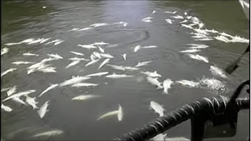 KÍCH CÁ 28F SIÊU MẠNH HÚT CÁ NỔI CÁ BỀN BỈ MÃI GIÁ CHỈ 1 TRIỆU 720 NGÀN RẺ THẾ NÀY KHÔNG MUA THÌ PHÍ