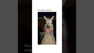 Baby Llama Pulls A Sassy Walk 😂 | Cute Animals Tik Tok Compilation |Try Not To Laugh Challenge 2021 screenshot 4