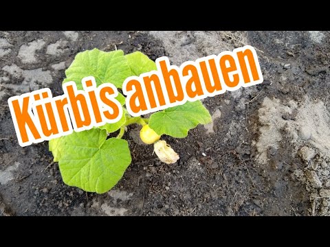 Video: Dünger Für Kürbis