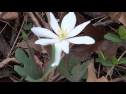 Video: Bloodroot Flowers - Tumbuh Informasi Dan Fakta Tentang Tanaman Bloodroot