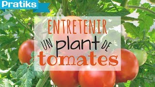 Comment entretenir son plant de tomates ?