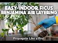 How to Air Layer Ficus Benjamina (Weeping Fig) Indoors - Step by Step with Air Layering Pod