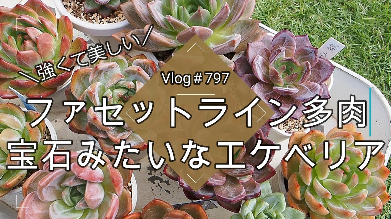 Vlog 797] [Succulents] Strong and beautiful faceted succulents