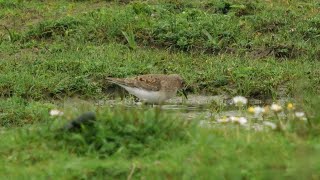 Temminck's Stint in Lancashire - May 2024