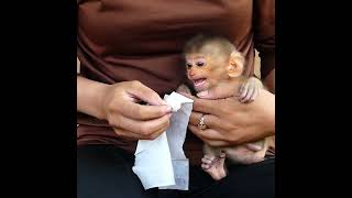 Baby Monkey TORO Very Reaction When Mom Wipe Clean Him