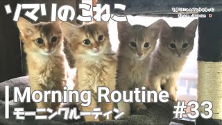 #33 モーニングルーティン【Morning Routine】ソマリの子猫達