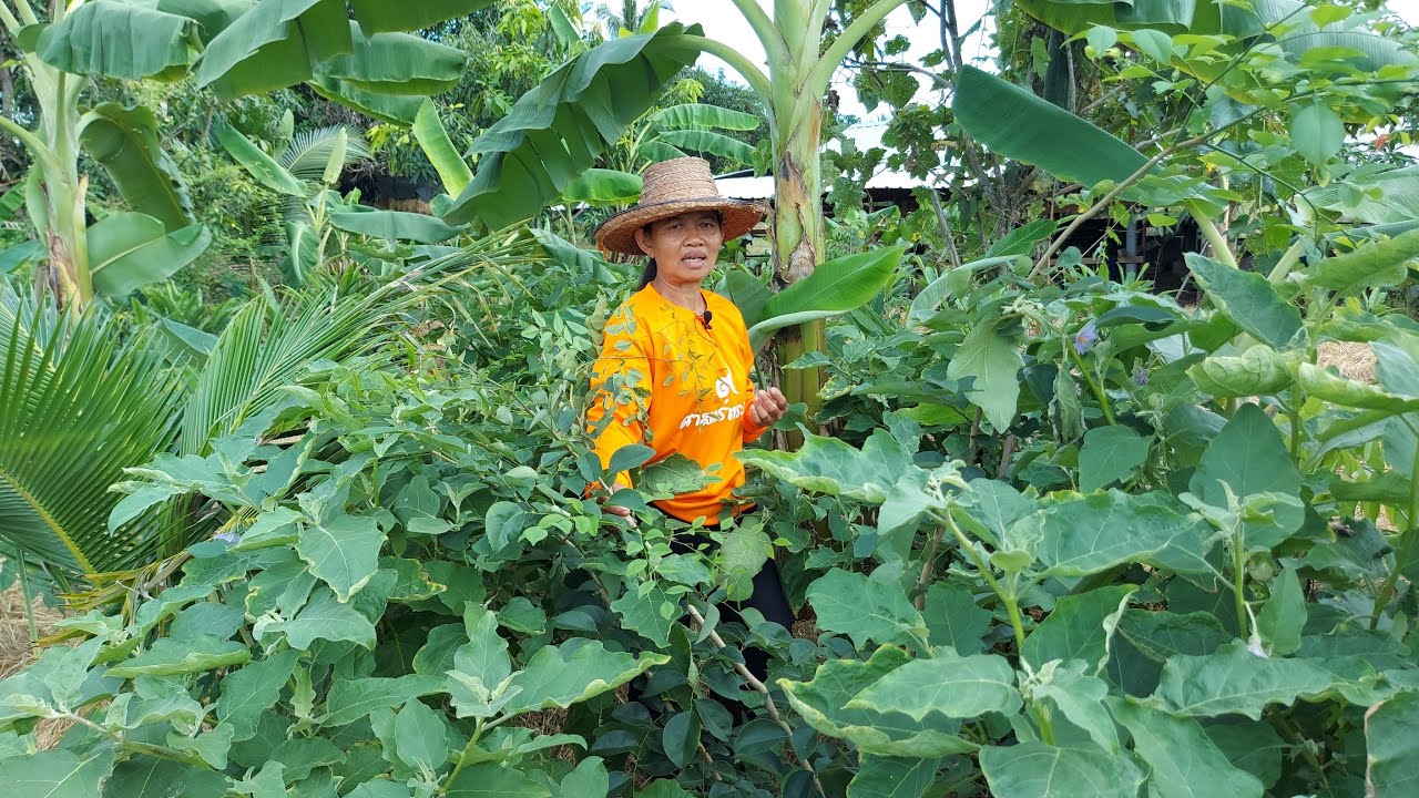 แค่5เดือนสวยงามขนาดนี้!!เขียวขจีมีรายได้ มีกินมีใช้มีความสุขมีแหล่งอาหาร..ทำผสมผสานหลากหลาย