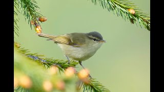 Largebilled Warbler 烏嘴柳鶯