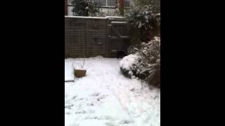 Jarvis Enjoys The Snow Part 2