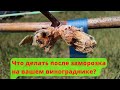 Весенние заморозки и что делать после них / Spring frosts and what to do in the vineyard after them?