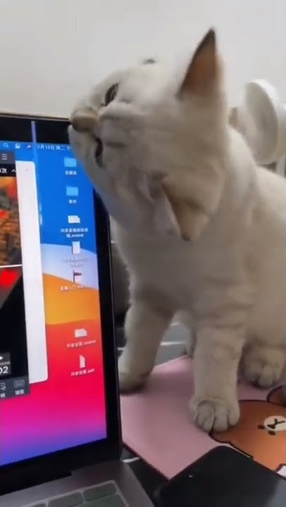 Cat Breaks Laptop Screen