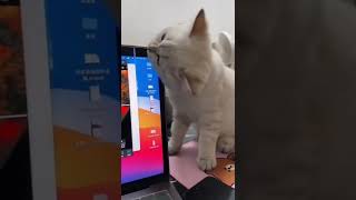 Cat Breaks Laptop Screen