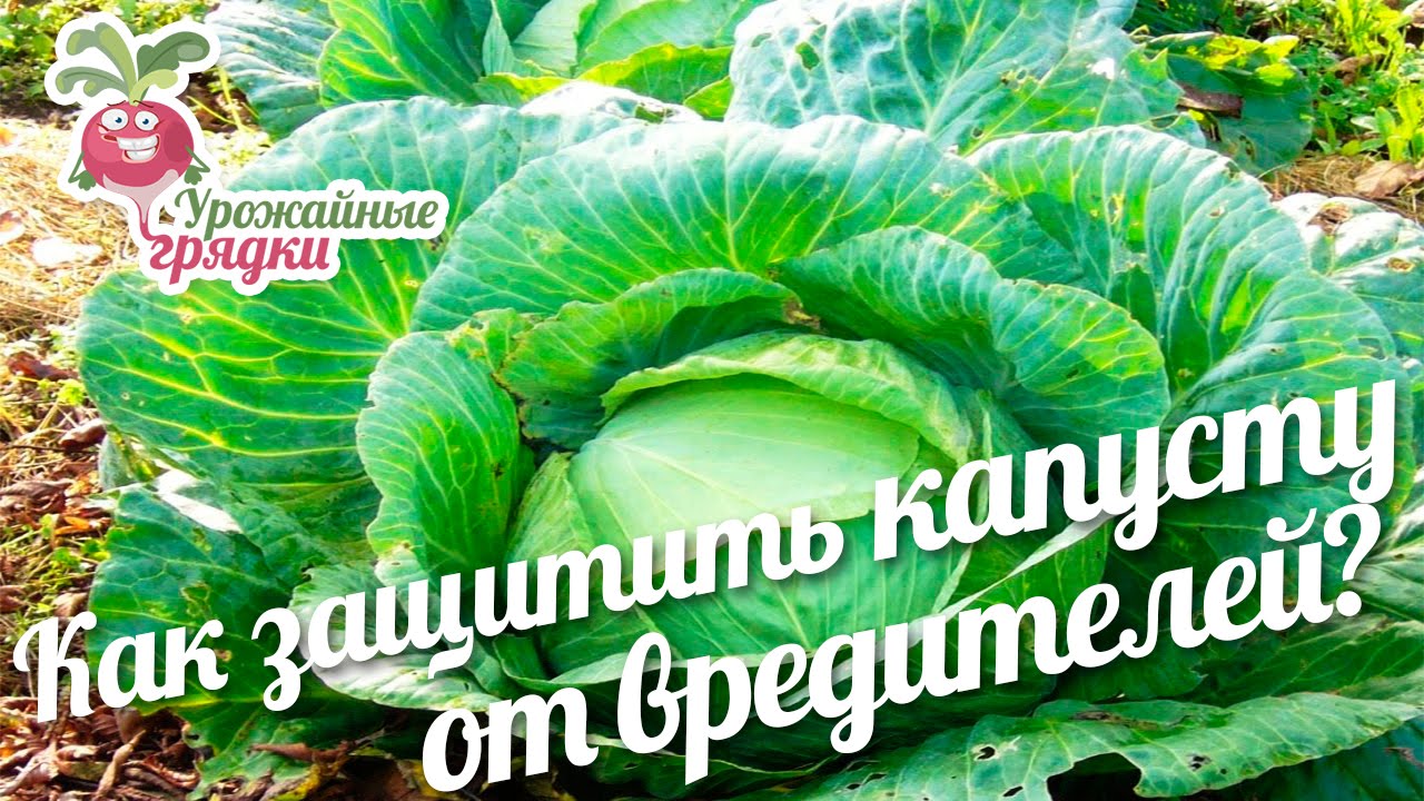 Обработка капусты от вредителей Обработка капусты от вредителей